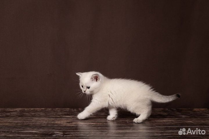 Шотландская