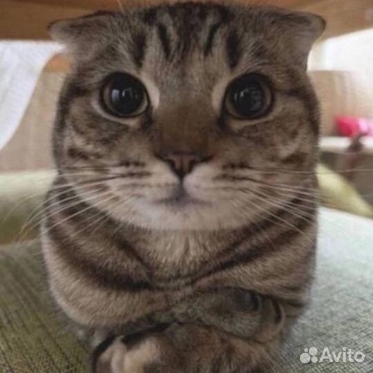 Legit check за отзыв