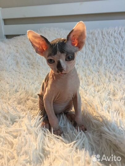 Канадский сфинкс