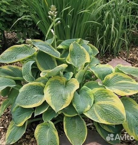 Хоста гибридная 