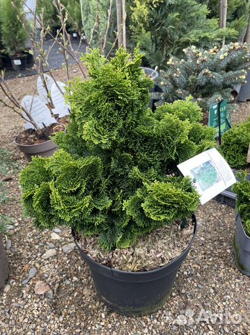 Кипарисовик Нана Грацилис