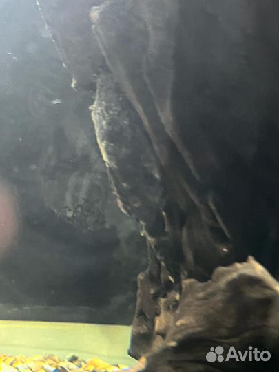 Аквариумные рыбки