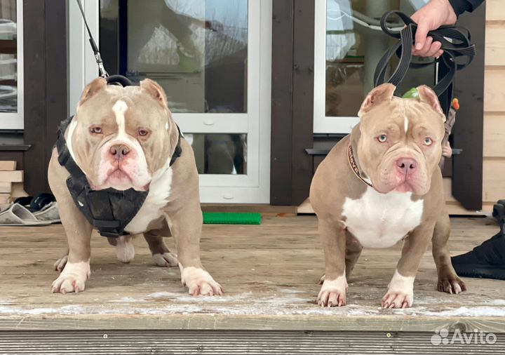 Американский булли покет щенки