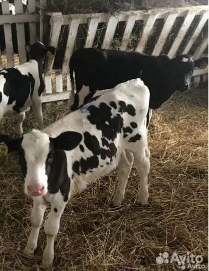 Телята бычки