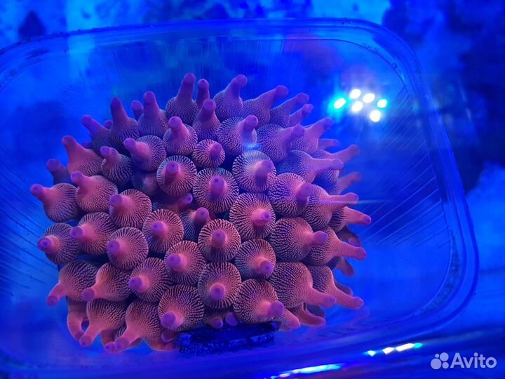 Продам актинию для морского аквариума