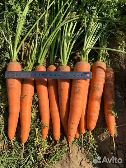 Морковь сорт олимпо