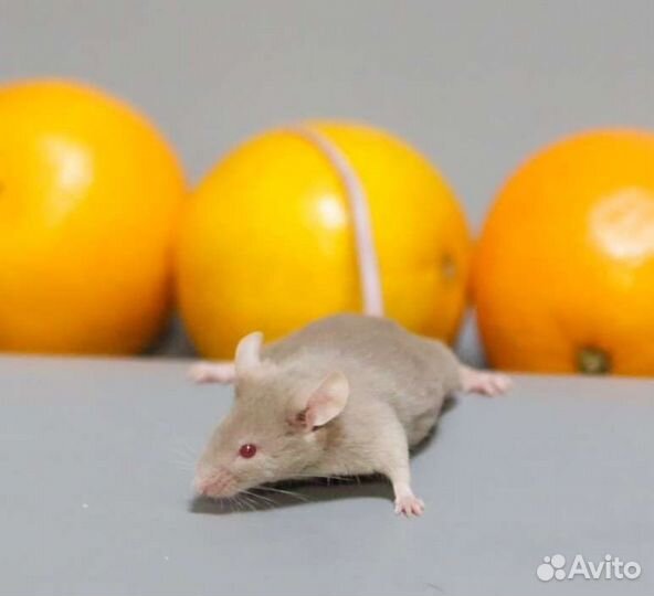 Декоративная мышь & крыса