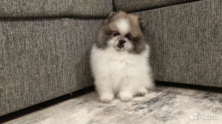 Померанский шпиц