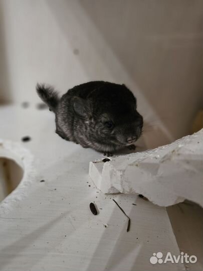 Малыши Шиншиллы