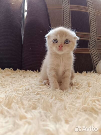 Котята бесплатно