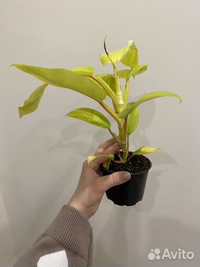 Филодендрон