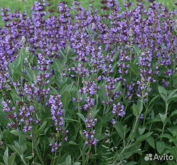 Рассада Шалфей лекарственный