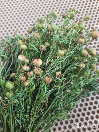 Гармала.Могильник