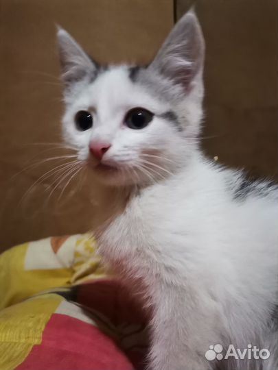 Котик малыш 1,5 мес