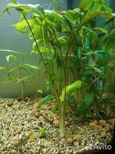 Аквариумные растения