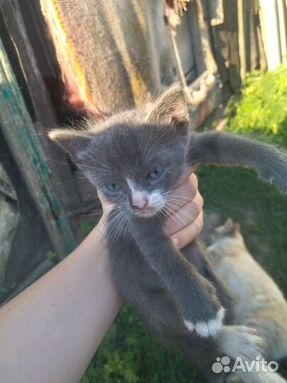 Отдам котят в добрые руки