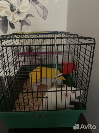 Крыса с клеткой