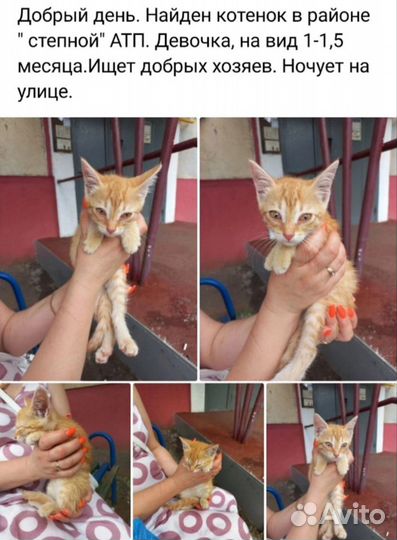 Котёнок девочка