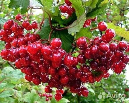 Калина красная