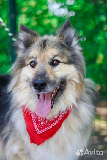 Собака-мечта из приюта