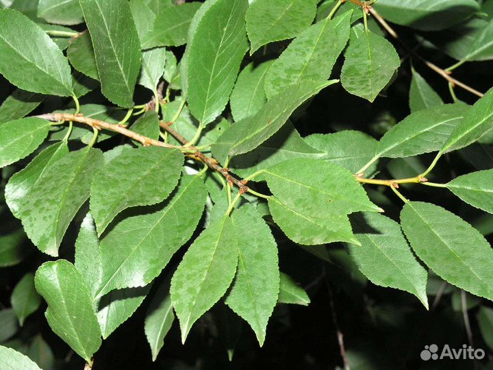 Лист смородины, малины, вишни, ежевика