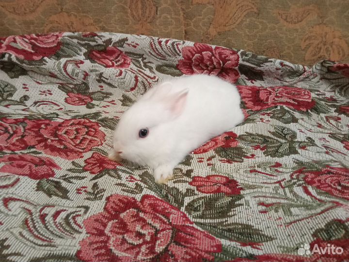 Карликовый кролик