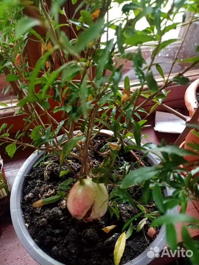 Отростки с корнями, гранатового дереваца