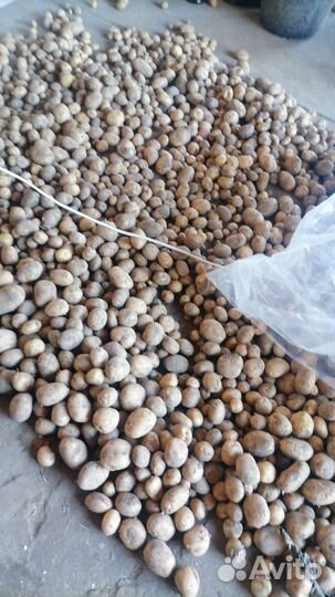 Продам картофель оптом