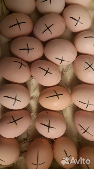 Инкубационное яйцо от породных кур