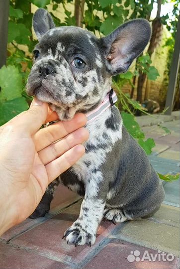 Французский бульдог щенки голубой