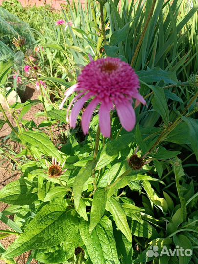 Набор садовых цветов