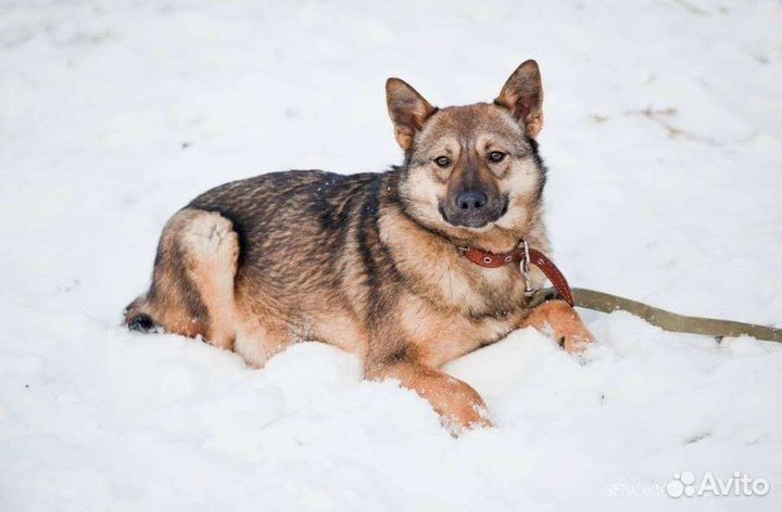 Собака в добрые руки отдам бесплатно