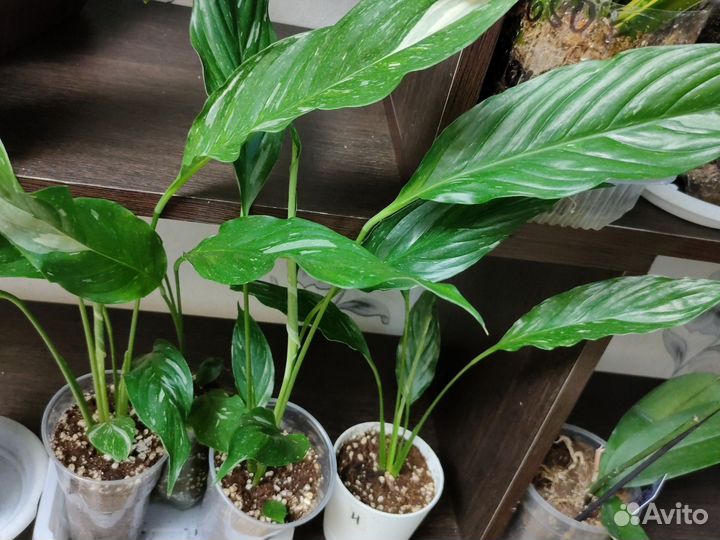 Спатифиллум Домино вариегатный