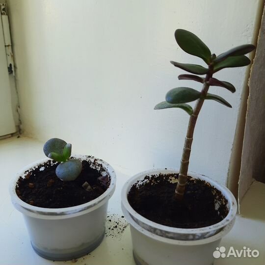 Комнатные цветы отростки