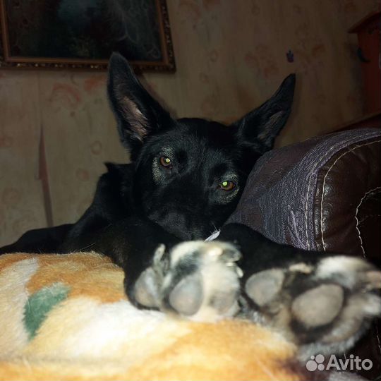 Собака бесплатно в добрые руки