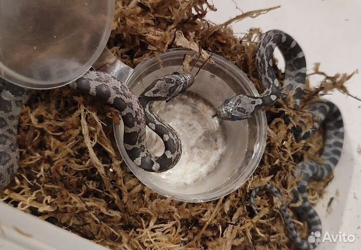 Змея маисовый полоз анери