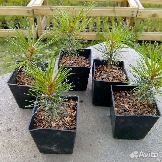 Сеянцы кедр Сибирский