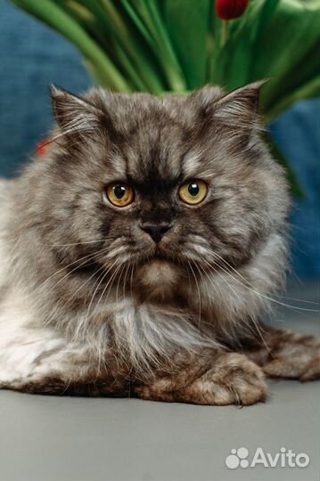 Вязка. Кот красавец ищет кошечку