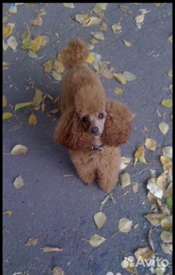 Вязка пуделя