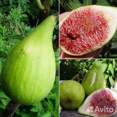 Инжир Далматский и др. саженцы