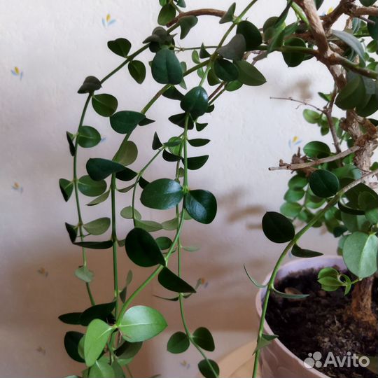 Цветок-куст