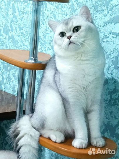 Шотландский кот вязка
