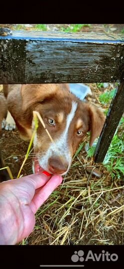 Собака в добрые руки отдам бесплатно