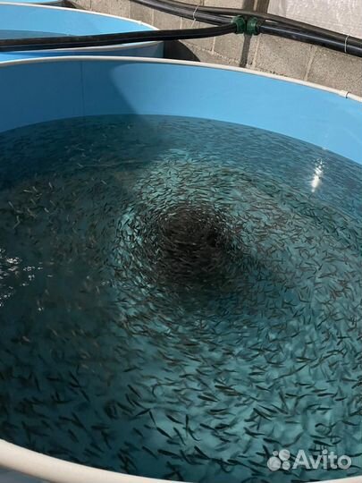 Мальки рыбы для пруда