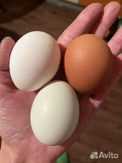 Куры несушки Декайбл