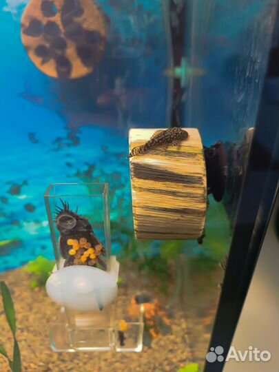 Сомики анцитрусы