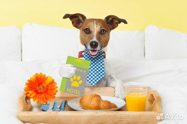 Передержка собак