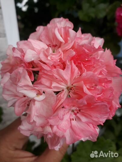 Пеларгония герань