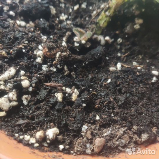 Глоксиния махровая