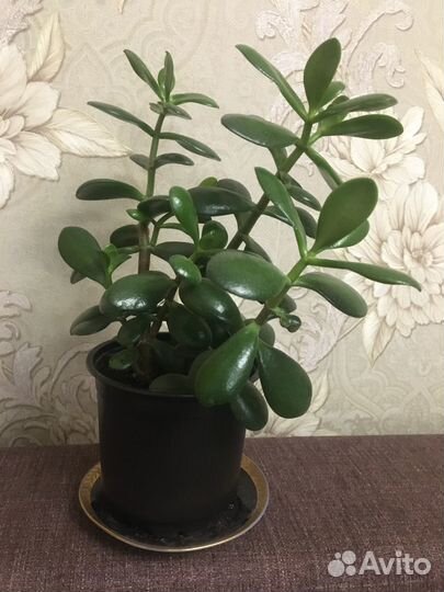 Денежное дерево с горшком